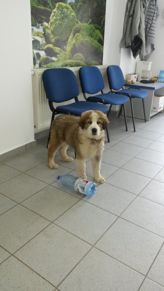 Cabinet veterinar Dailvet Profesional