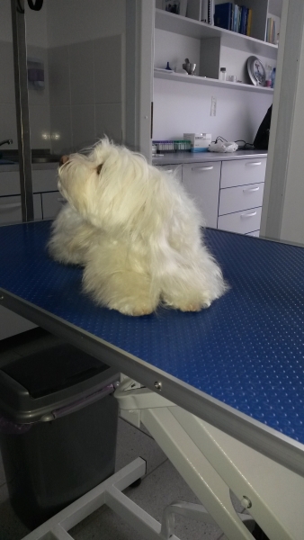 Cabinet veterinar Dailvet Profesional