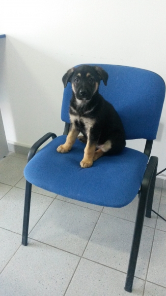 Cabinet veterinar Dailvet Profesional