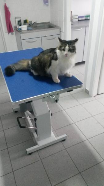 Cabinet veterinar Dailvet Profesional