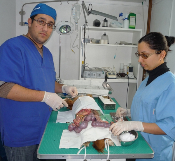 Cabinet veterinar Sanovet Ploiesti 9 mai
