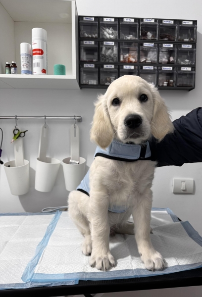 KPL VET -CABINET VETERINAR PLOIESTI