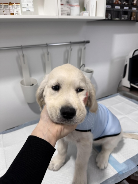 KPL VET -CABINET VETERINAR PLOIESTI