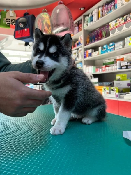 Cabinet veterinar Ploiesti - FirstVet Medical
