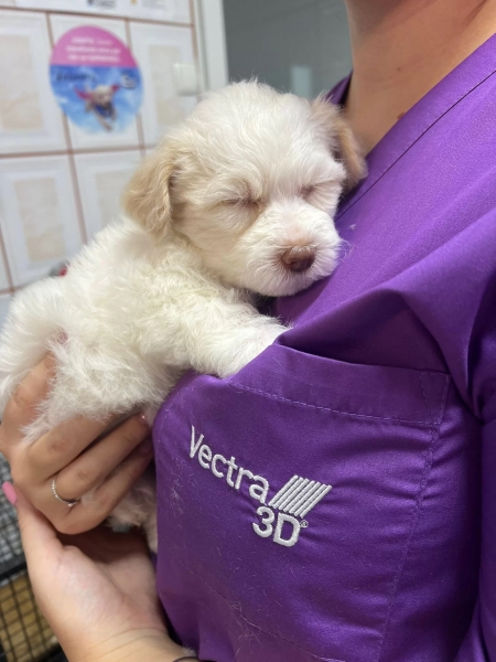 Cabinet veterinar Ploiesti - FirstVet Medical