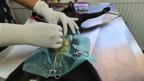 Cabinet veterinar Ploiesti - FirstVet Medical