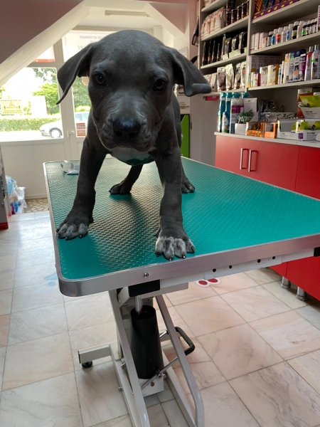 Cabinet veterinar Ploiesti - FirstVet Medical