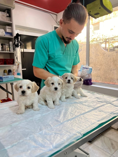 Cabinet veterinar Ploiesti - FirstVet Medical